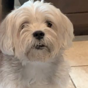 Meet your Posher, Maude